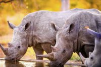 А вы знали, что 22 сентября День Носорога?
