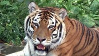 26 сентября 2021 года отмечается - День Тигра на Дальнем Востоке. 
