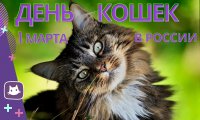 1 марта - отмечается День кошек в России.