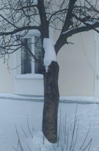 Как зимуют деревья?